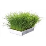 Trixie Cat Grass Vitamin beriget med vækstkasse